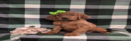 Irish Setter dogs for sale: Genna - Ad 1