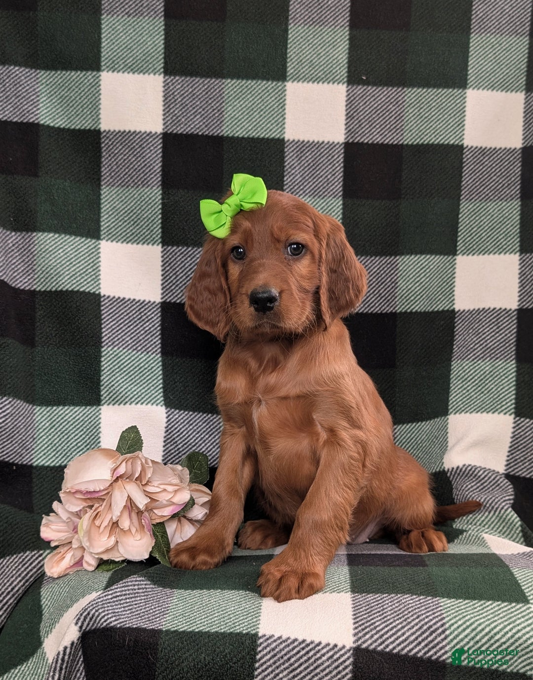 Irish Setter dogs for sale: Genna - Ad 1