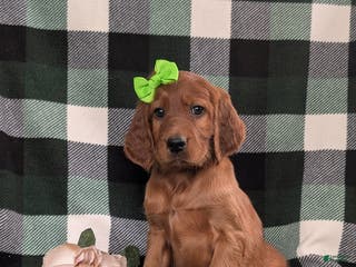 Irish Setter dogs Genna - Ad 12