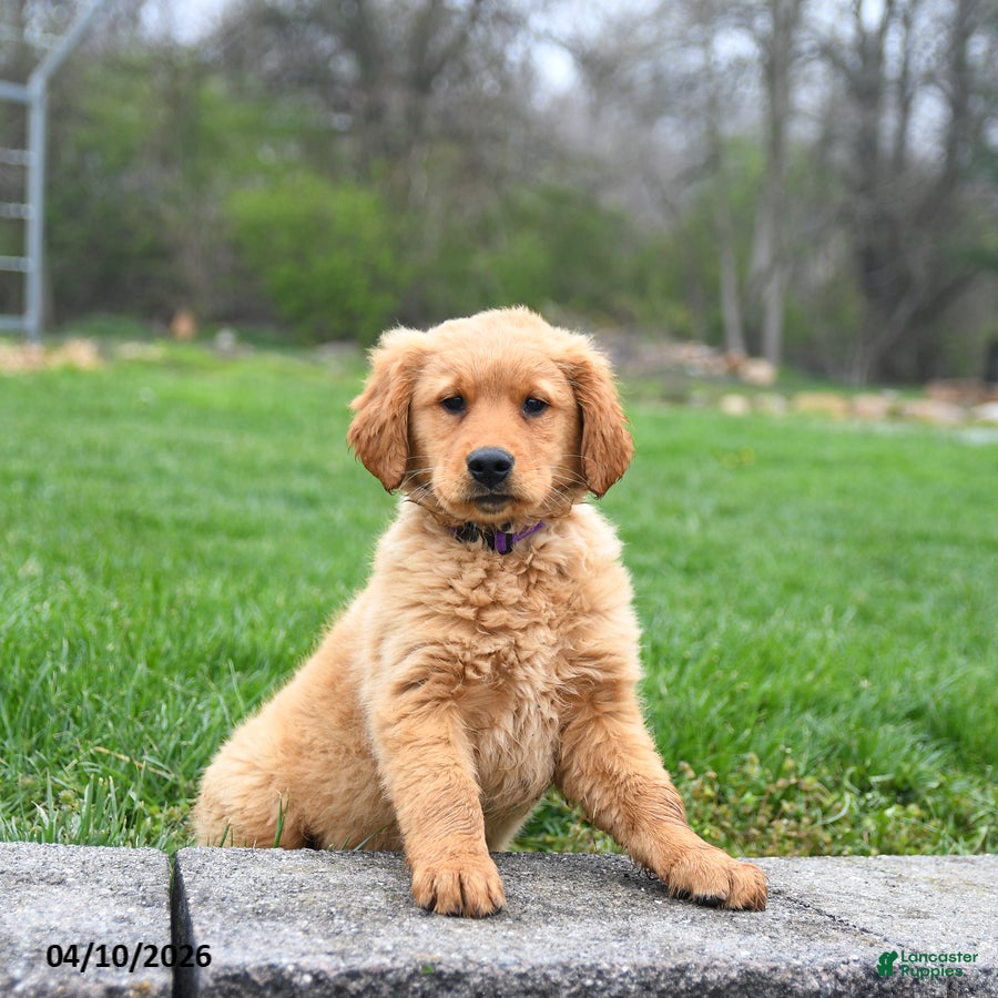 Golden Retriever dogs Milo - Ad 1
