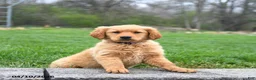 Golden Retriever dogs for sale: Milo - Ad 1
