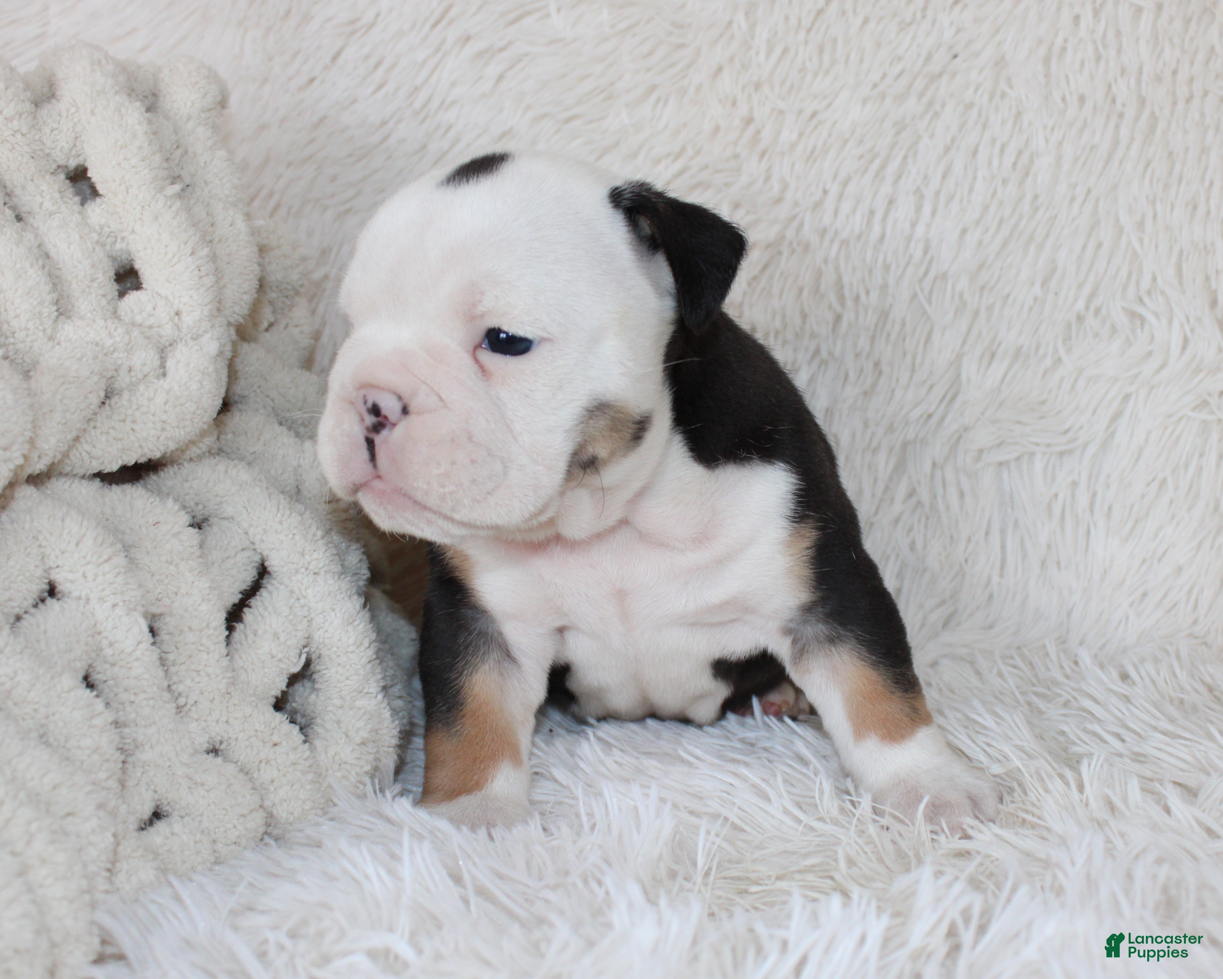 English Bulldog dogs Niles - Ad 2