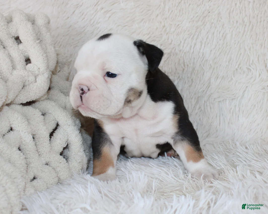English Bulldog dogs for sale: Niles - Ad 2