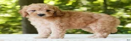 Mini Goldendoodle dogs for sale: Corey - Ad 3