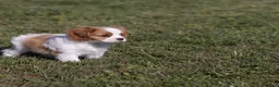 Cavalier King Charles Spaniel dogs for sale: Cheers - Ad 5