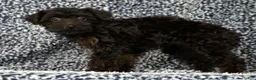 Yorkiepoo dogs for sale: Zara - Ad 8