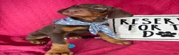 Doberman Pinscher dogs for sale: Duke - Ad 3