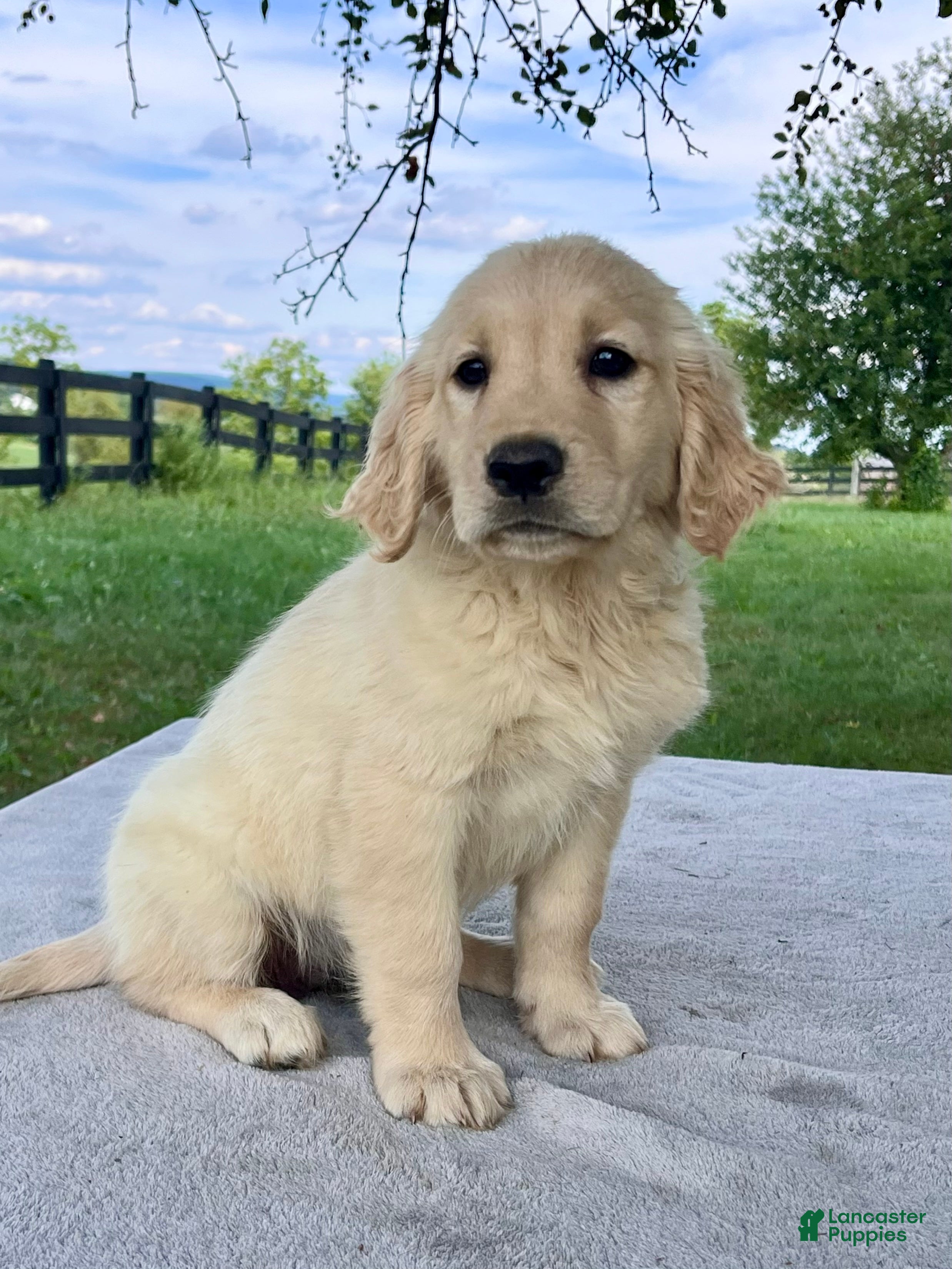 Golden Retriever dogs Gabby - Ad 2