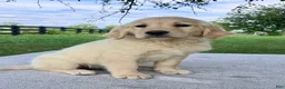 Golden Retriever dogs for sale: Gabby - Ad 2
