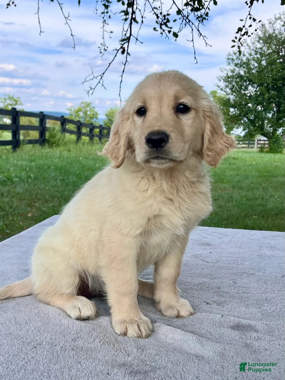 Golden Retriever dogs for sale: Gabby - Ad 2