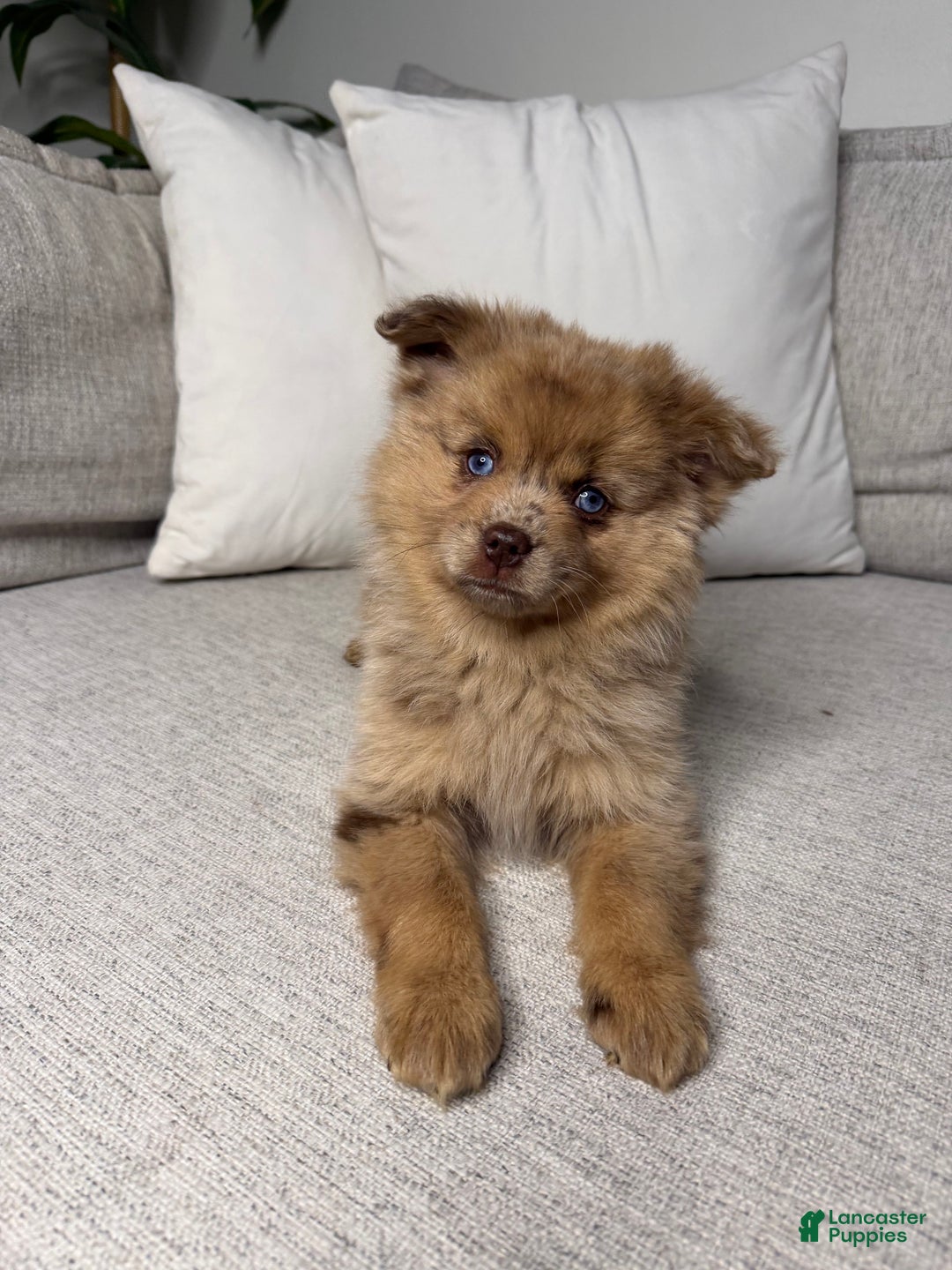 Pomsky dogs for sale: Remi - Ad 7