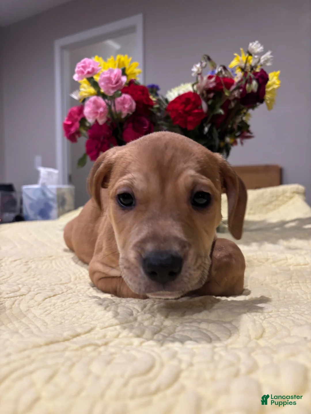 Mixed Breed dogs for sale: Indica - Ad 1
