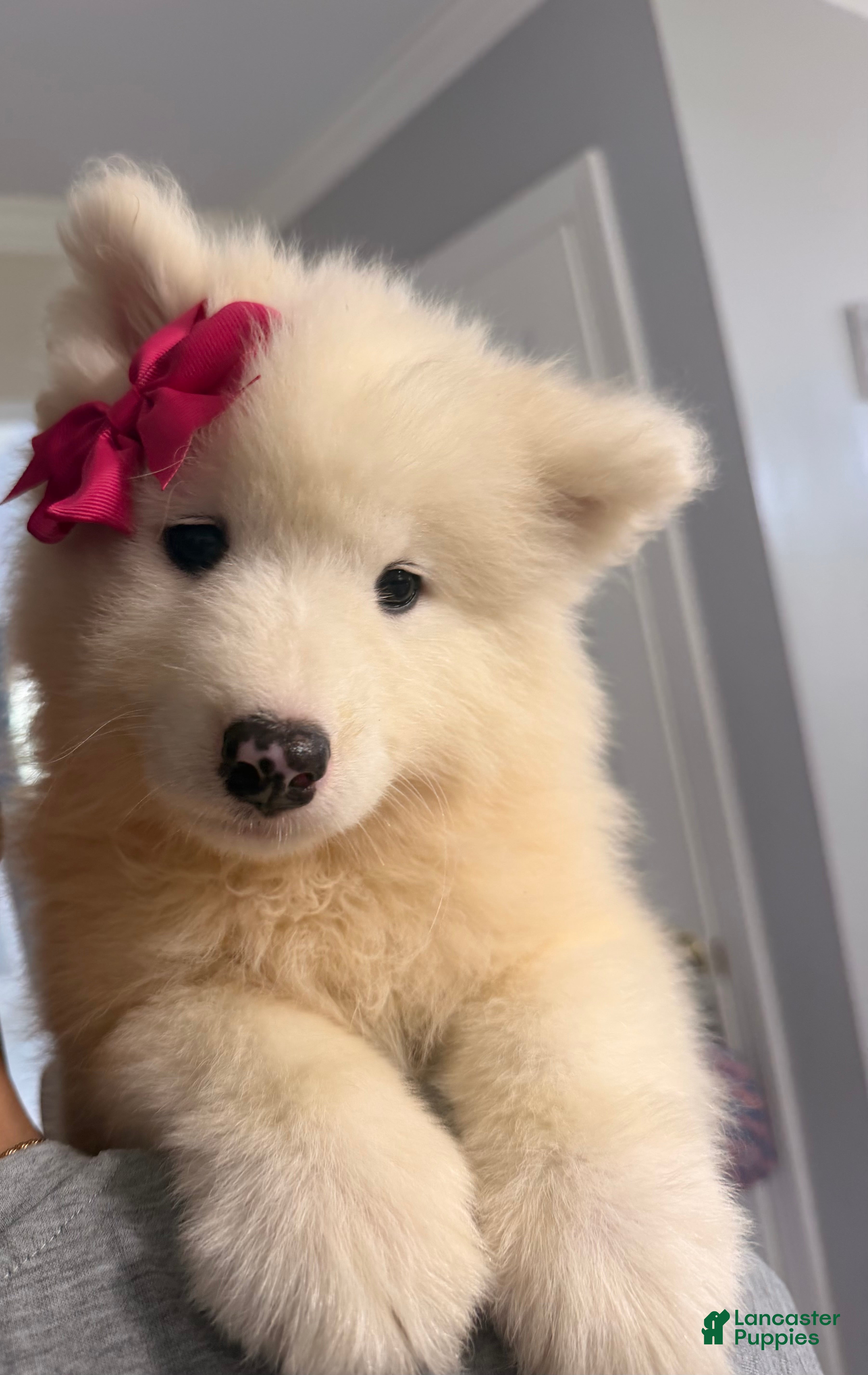 Samoyed dogs Samoyed 3 - Ad 24
