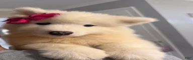 Samoyed 3