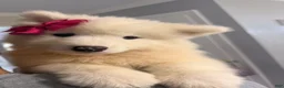 Samoyed dogs for sale: Samoyed 3 - Ad 1