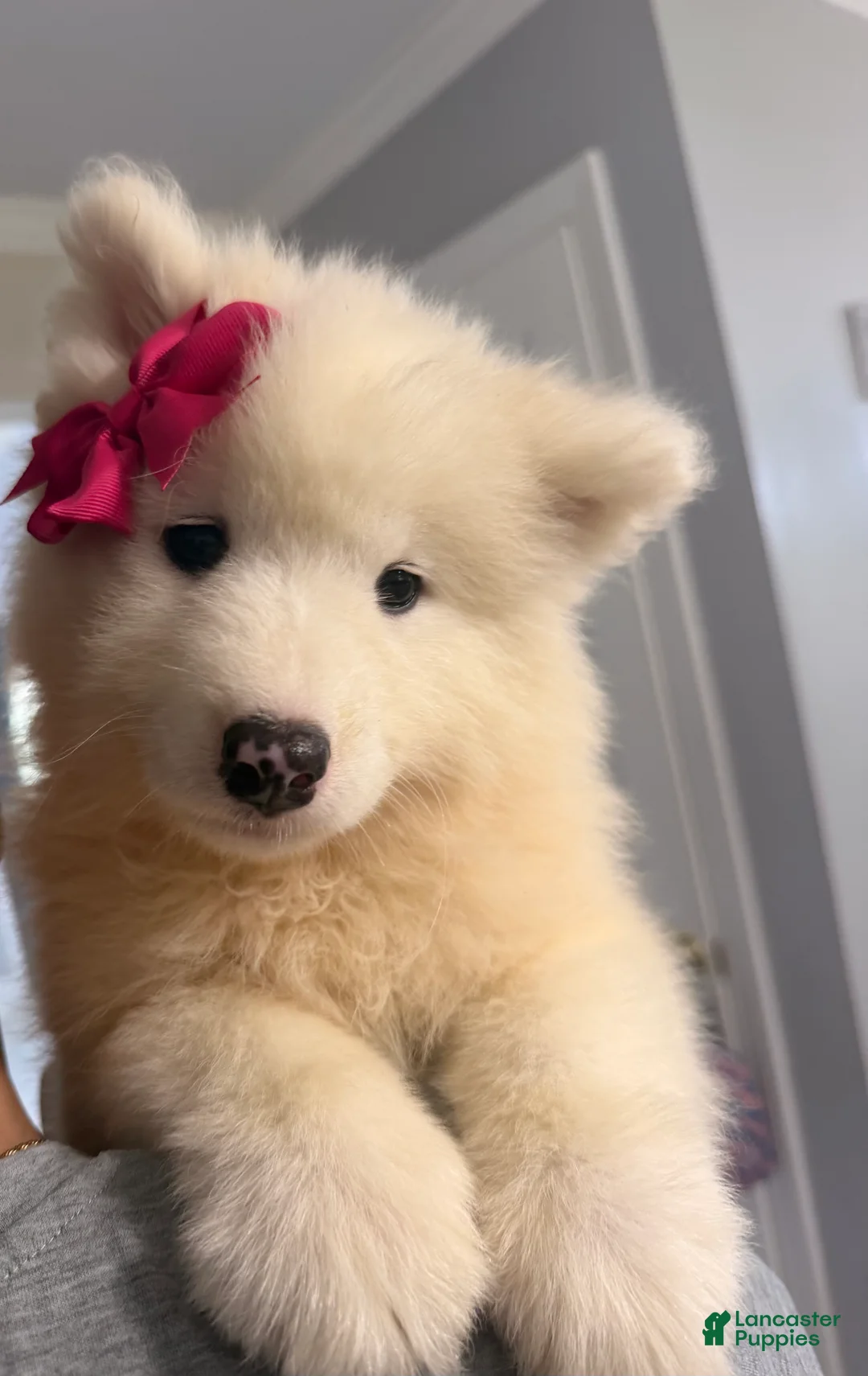 Samoyed dogs for sale: Samoyed 3 - Ad 1