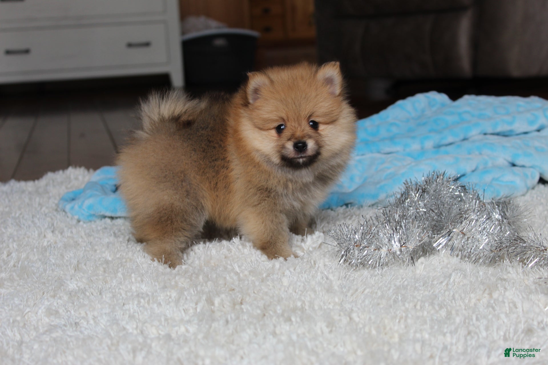 Pomeranian dogs Kody - Ad 1