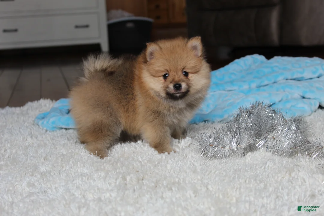 Pomeranian dogs for sale: Kody - Ad 1