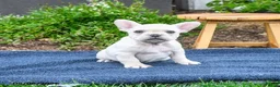 French Bulldog dogs for sale: Flavielle - Ad 2