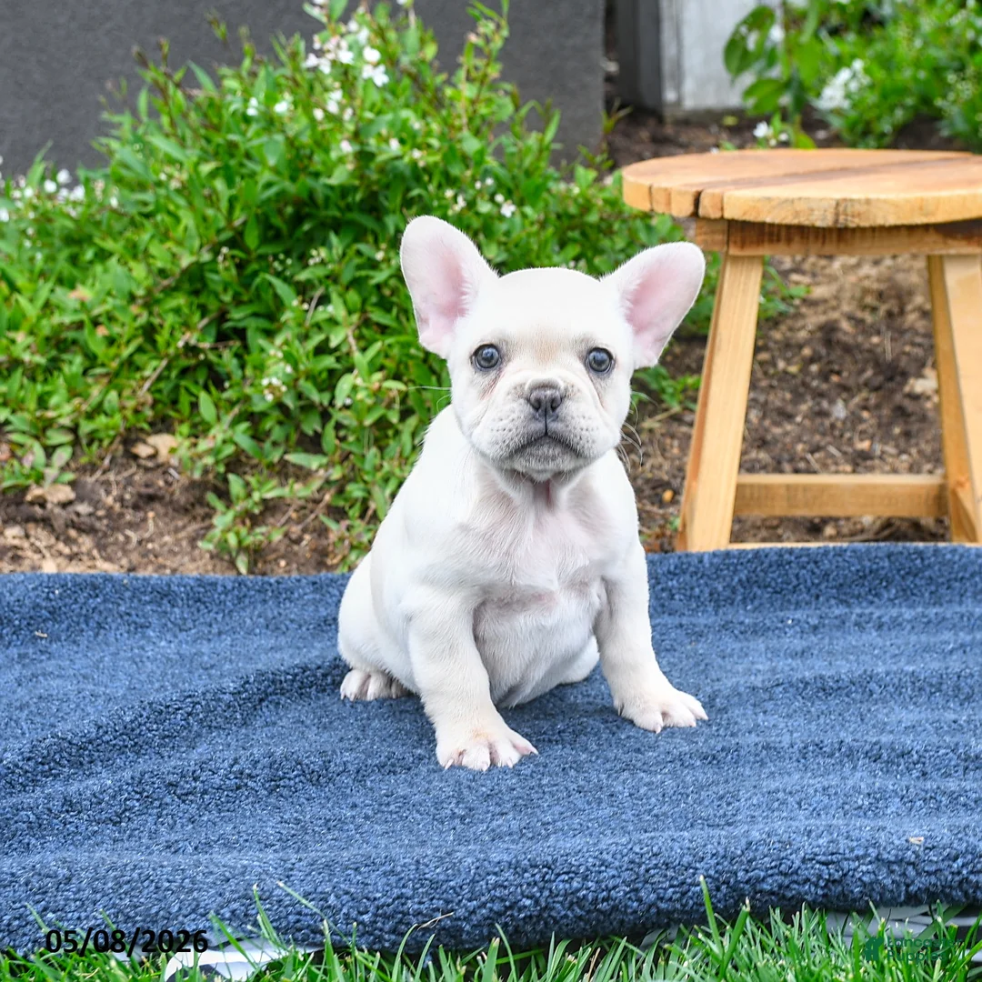 French Bulldog dogs for sale: Flavielle - Ad 2