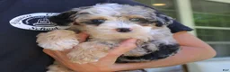 Mini Bernedoodle dogs for sale: Willow  - Ad 4