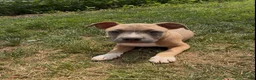 American Bully dogs for sale: Mary Jane - Ad 2