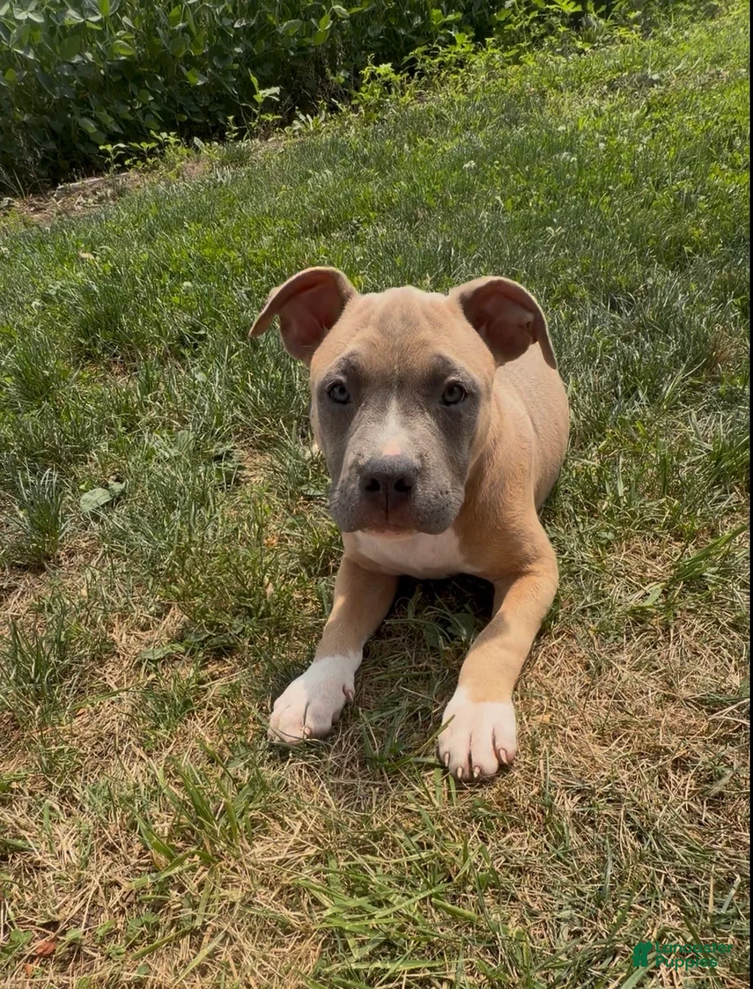 American Bully dogs for sale: Mary Jane - Ad 2