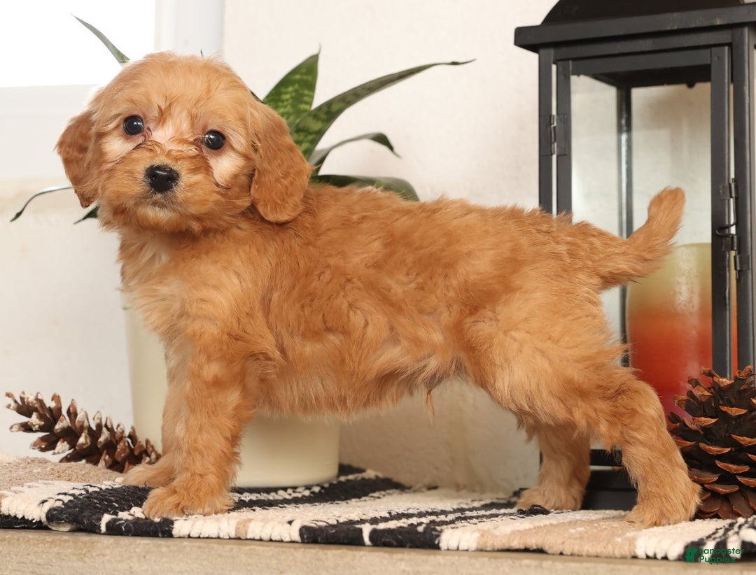 Mini Goldendoodle dogs for sale: Mitch - Ad 6