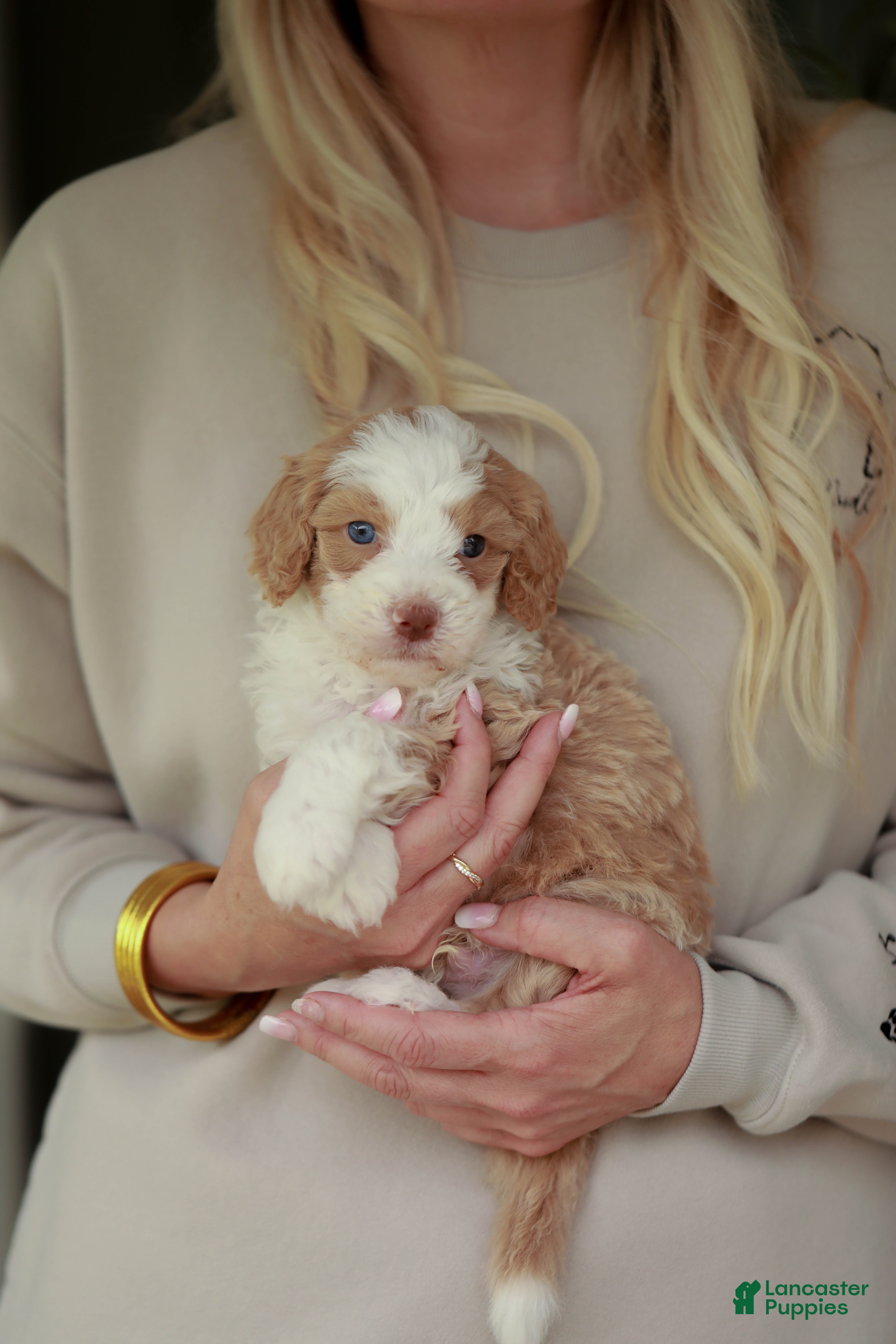 Bernedoodle dogs Champ - Ad 5