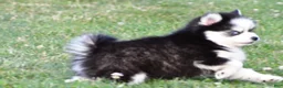 Pomsky dogs for sale: Patrick - Ad 7