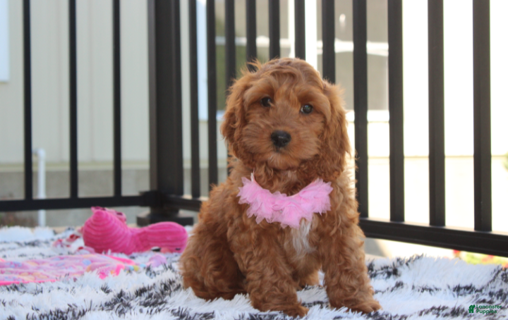 Cockapoo dogs Lily - Ad 2