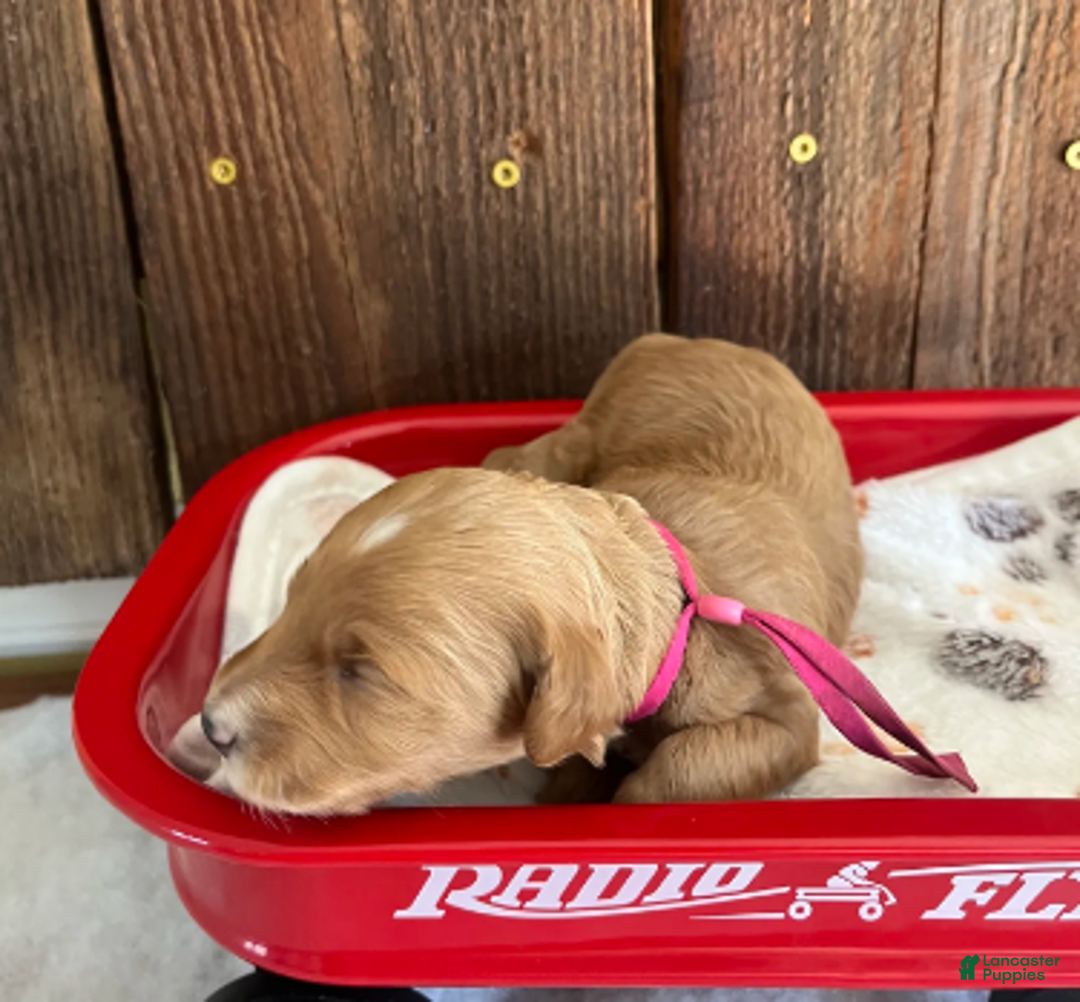 Mini Goldendoodle dogs for sale: Gravy - Ad 4