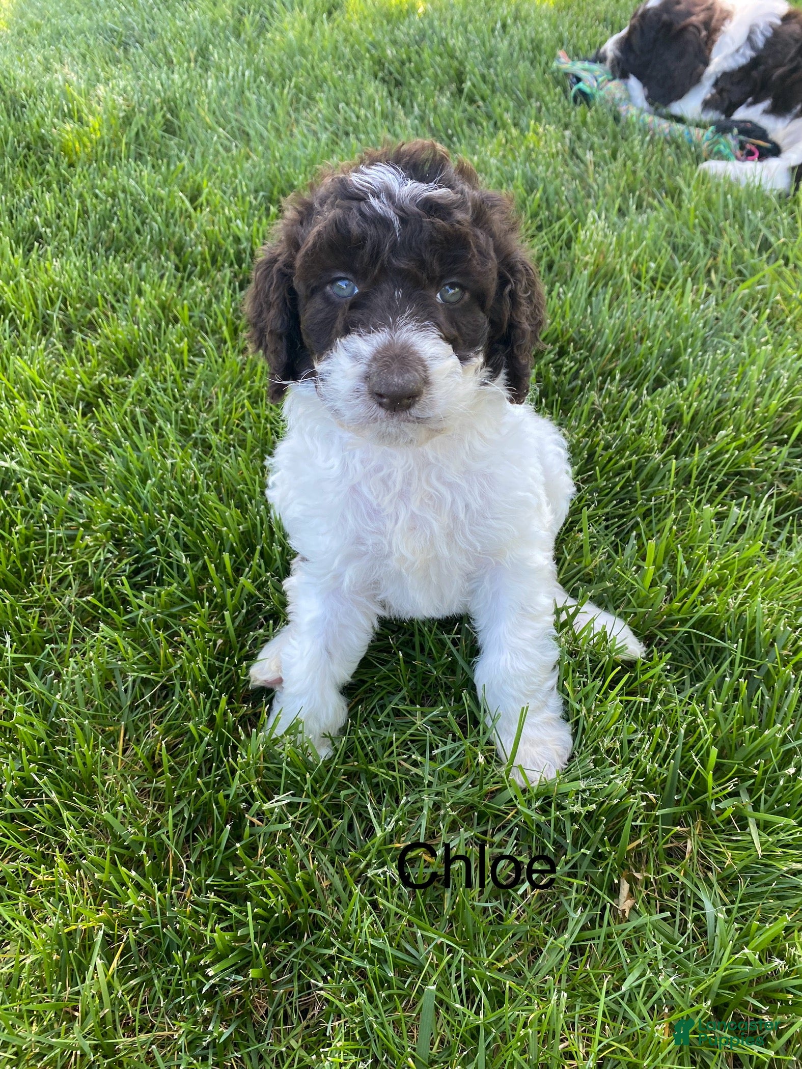 Labradoodle dogs F1bb Chloe - Ad 2