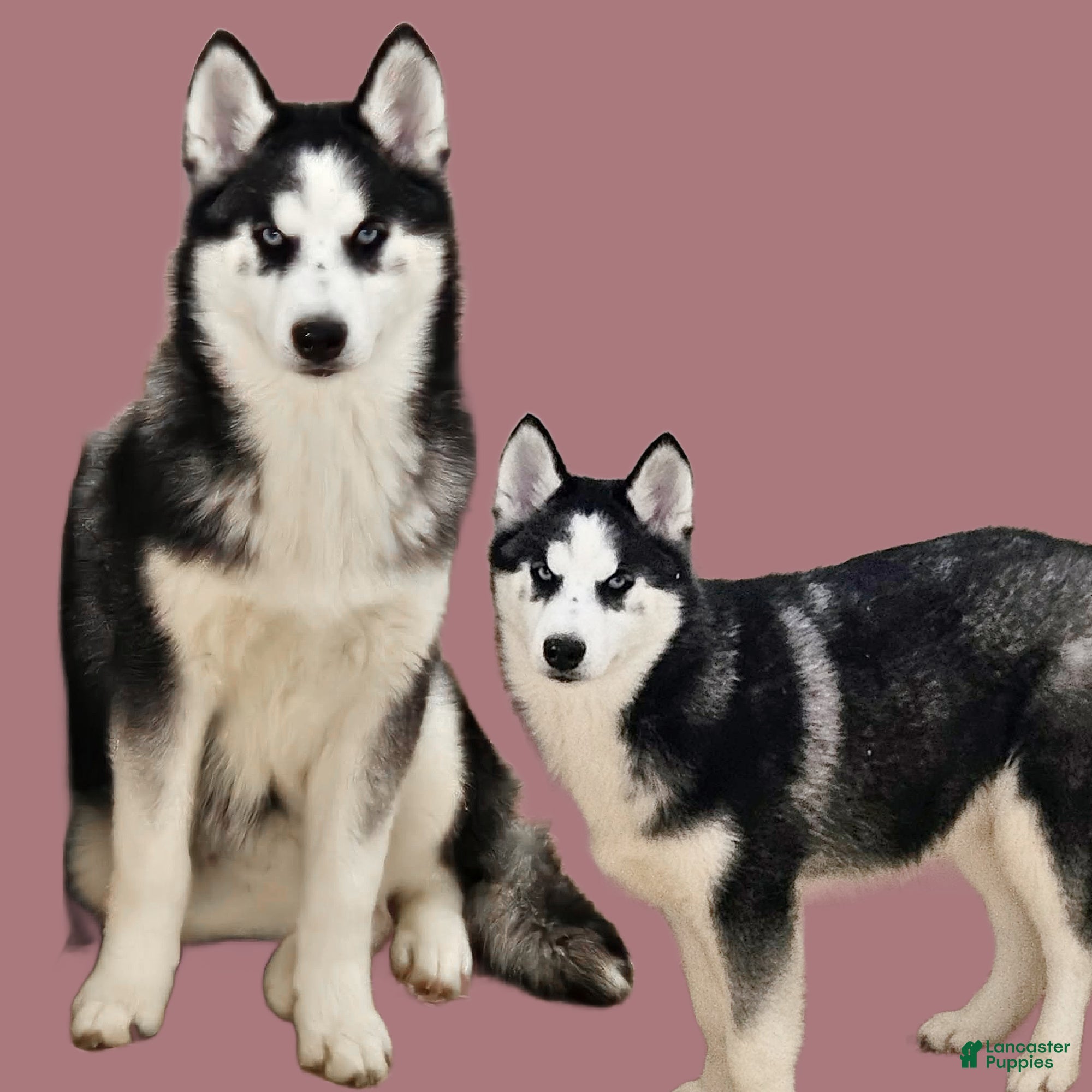 Siberian Husky dogs Anna Bell - Ad 42
