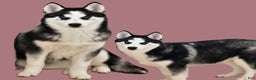 Siberian Husky dogs for sale: Anna Bell - Ad 1
