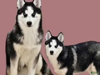 Siberian Husky dogs Anna Bell - Ad 20