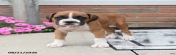 Boxer dogs for sale: Quincy - Ad 8