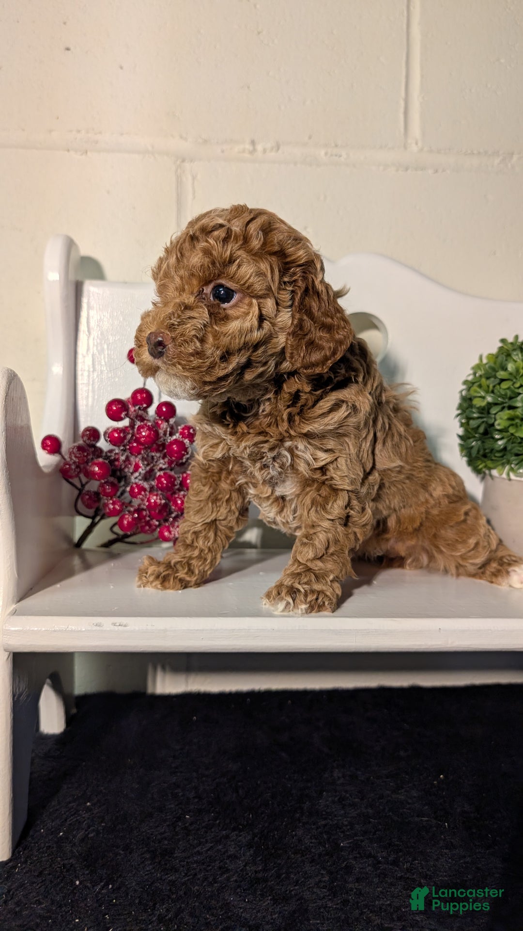 Miniature Poodle dogs for sale: Harper - Ad 10