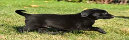 Labrador Retriever dogs for sale: Luna - Ad 4