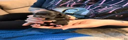 Mixed Breed dogs for sale: Chug 3 - Ad 10