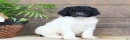 Standard Poodle dogs for sale: Flash - Ad 1