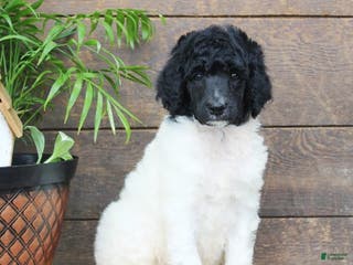 Standard Poodle dogs Flash - Ad 34
