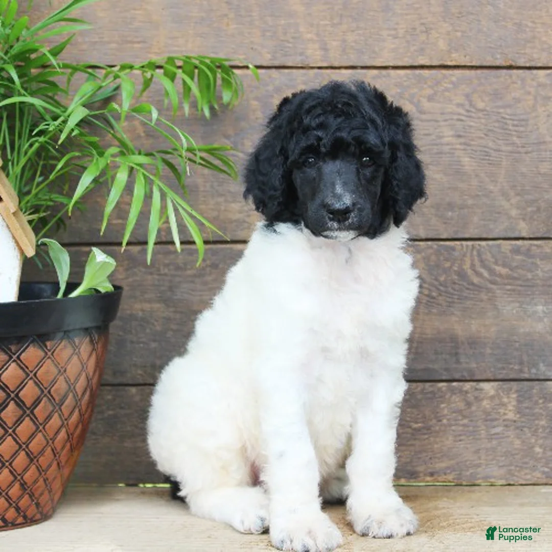 Standard Poodle dogs for sale: Flash - Ad 1