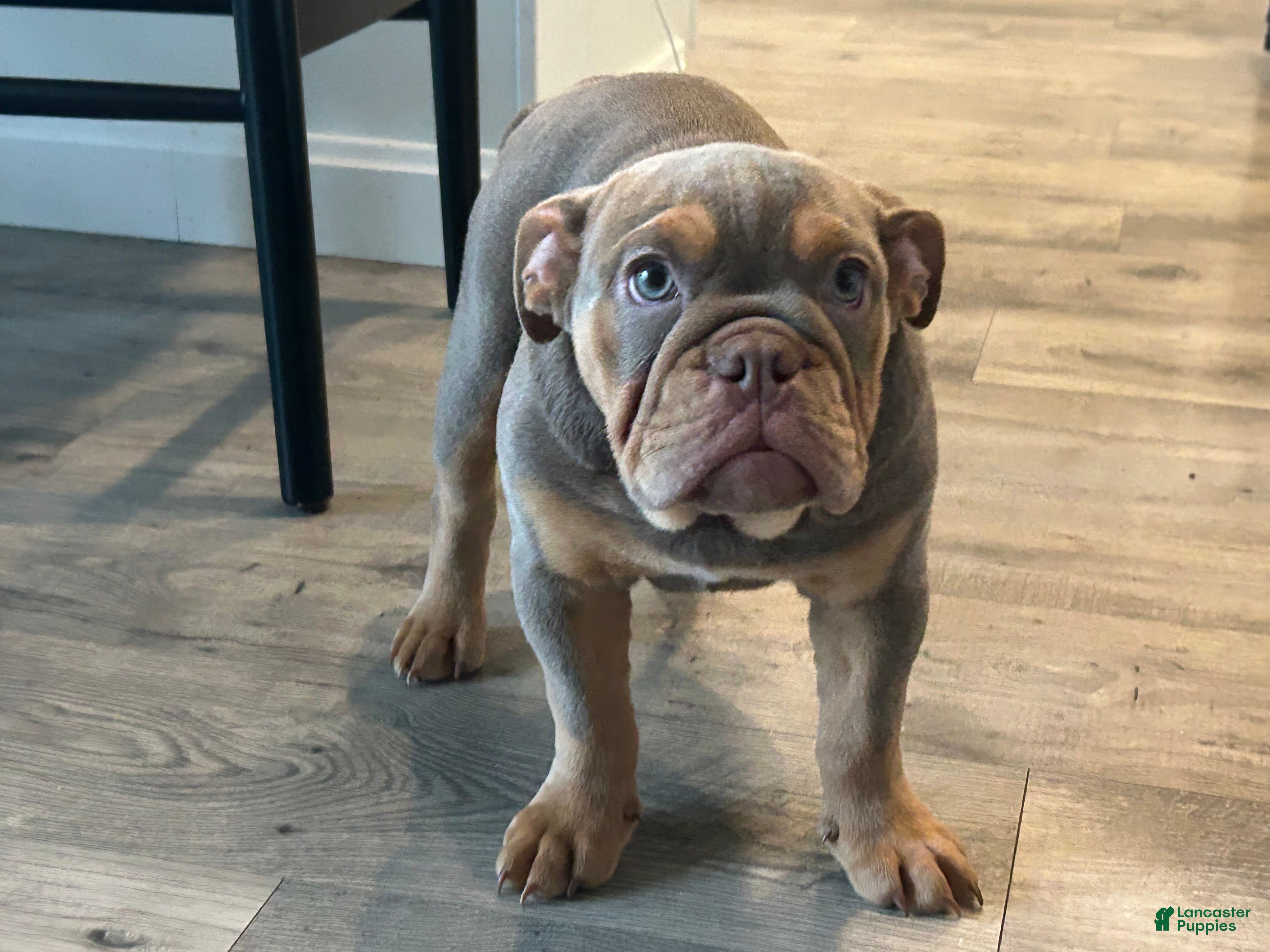 English Bulldog dogs Piper - Ad 2