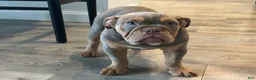 English Bulldog dogs for sale: Piper - Ad 2