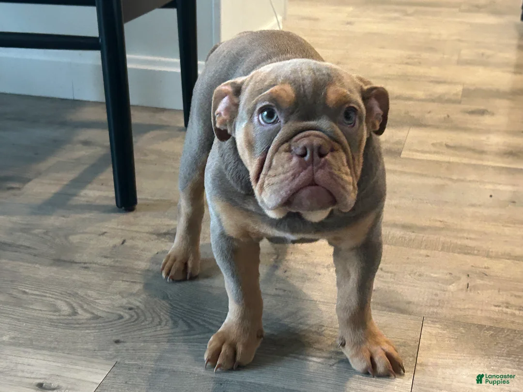 English Bulldog dogs for sale: Piper - Ad 2