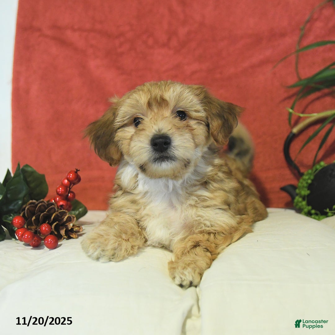 Yochon dogs for sale: Toto - Ad 2