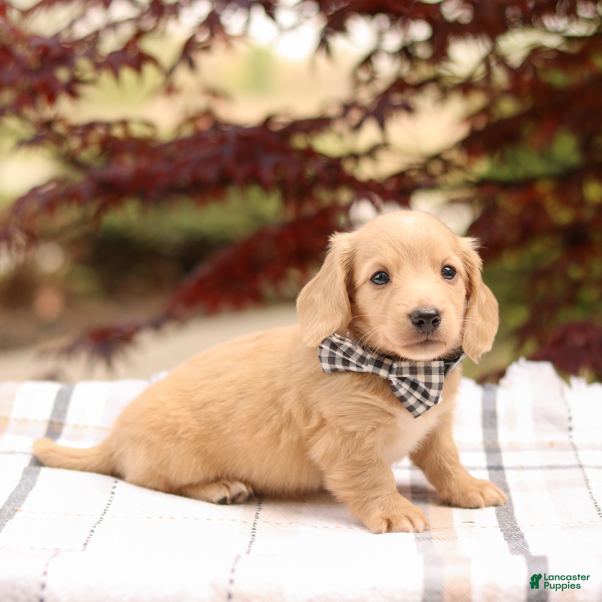 Miniature Dachshund dogs Kenny - Ad 1