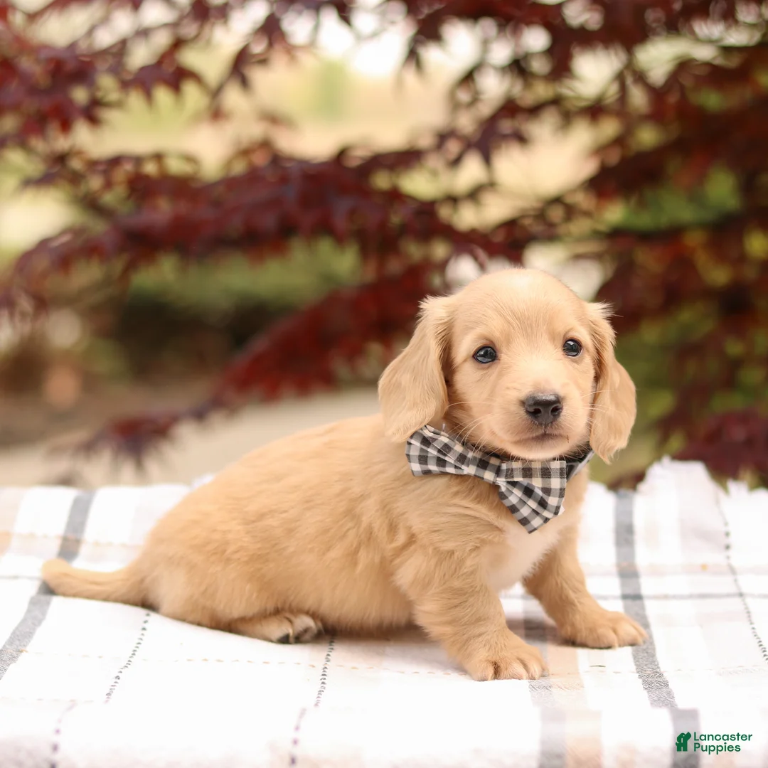 Miniature Dachshund dogs for sale: Kenny - Ad 1