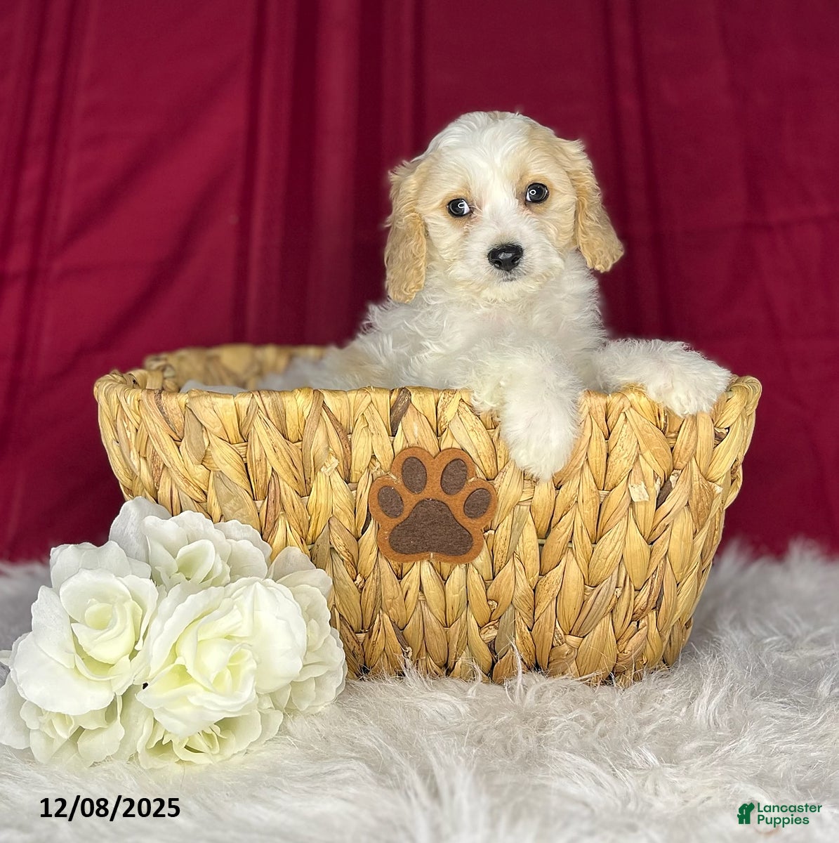 Cavachon dogs Athenia - Ad 14